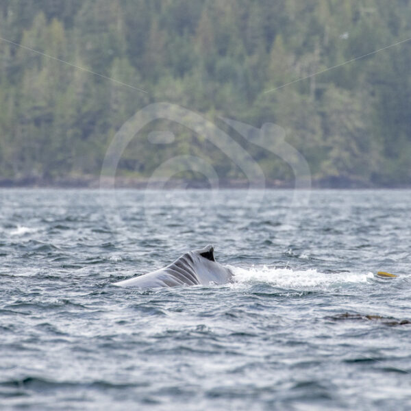 Humpback whale with big scars near the dorsal fin, swimming around in Alert Bay, Vancouver Island - Nature Stock Photo Agency