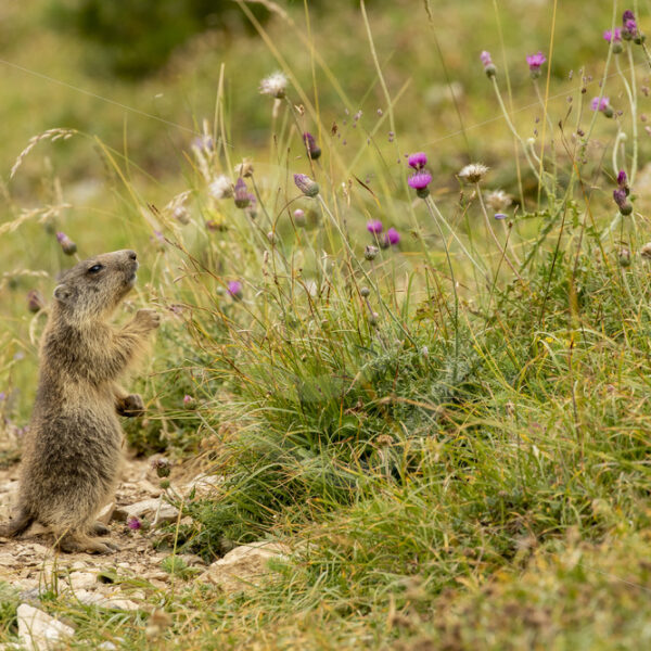 Juvenile marmot eating flowers - Nature Stock Photo Agency