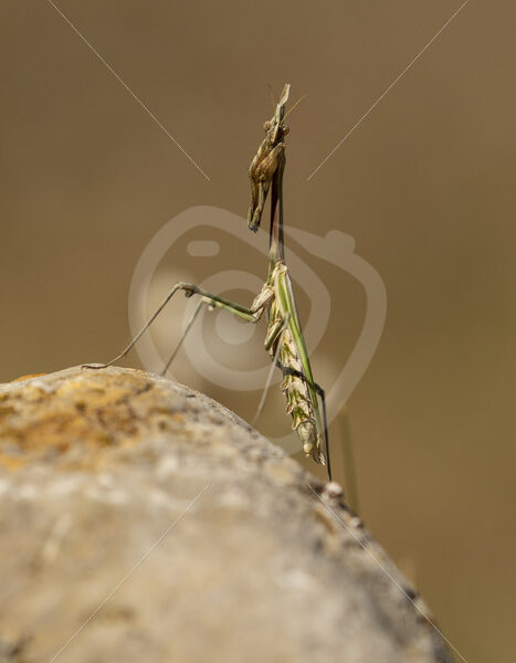 Praying mantis on top of a rock - Nature Stock Photo Agency
