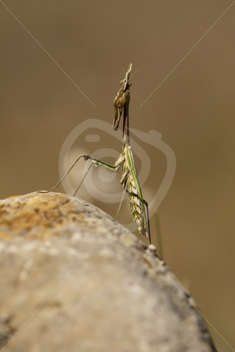 Praying mantis on top of a rock - Nature Stock Photo Agency