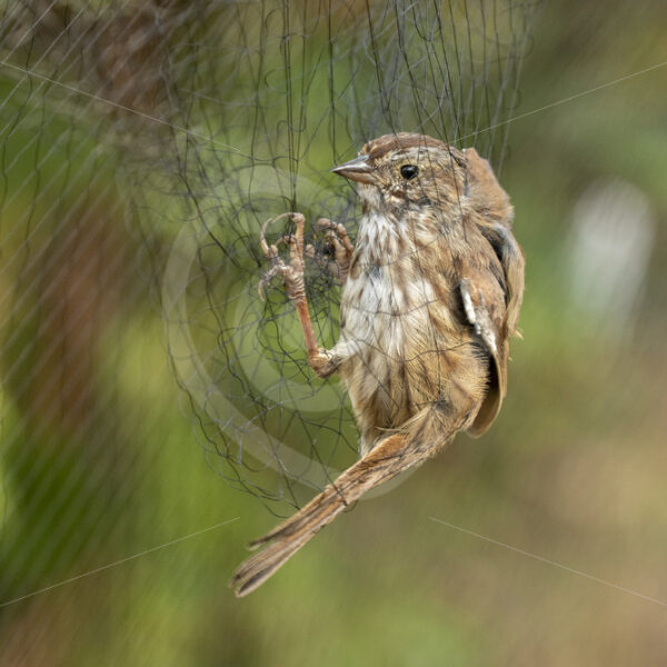 Song sparrow (Melospiza melodia) caught in a net by researchers, Vancouver Island, Canada - Nature Stock Photo Agency