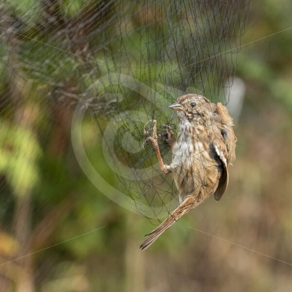 Song sparrow caught in a net by researchers - Nature Stock Photo Agency