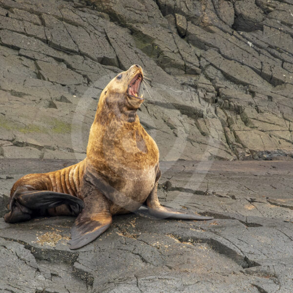 Male Steller sea lion roaring - Nature Stock Photo Agency