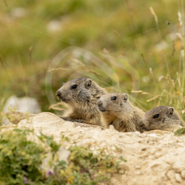 3 juvenile marmots coming our of their nest hole - Nature Stock Photo Agency