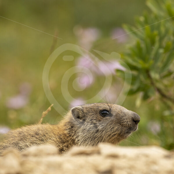 Alpine marmot peeking around the nest - Nature Stock Photo Agency