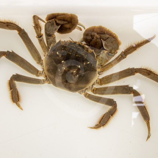 Chinese mitten crab in a research tank - Nature Stock Photo Agency