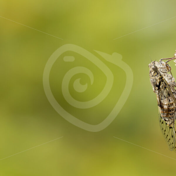 Cicada orni resting vertical on a tree - Nature Stock Photo Agency
