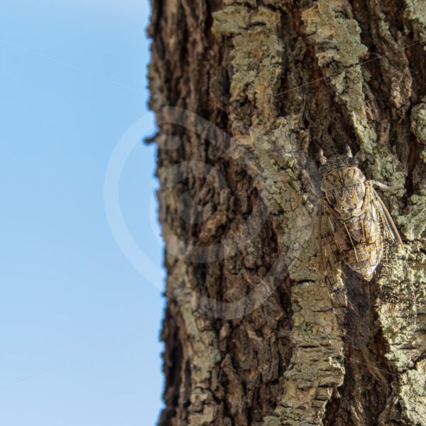 Common cicada (Lyristes plebejus) on an ash tree in Parco Naturale Regionale delle Madonie - Nature Stock Photo Agency