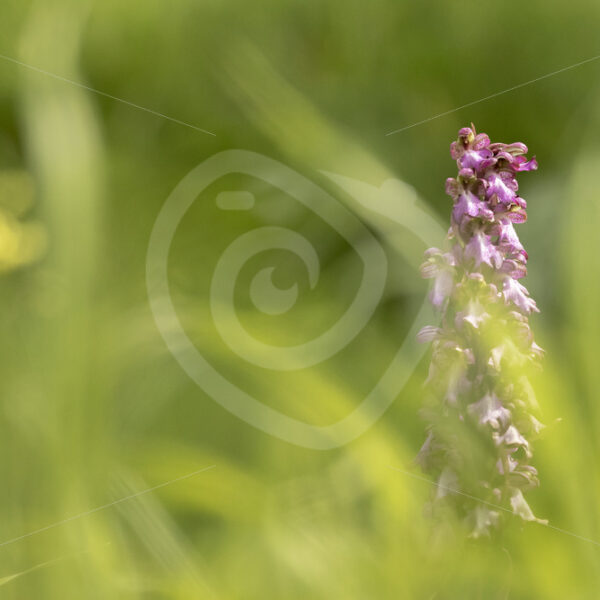 Dactylorhiza saccifera in Parco Naturale Regionale delle Madonie - Nature Stock Photo Agency