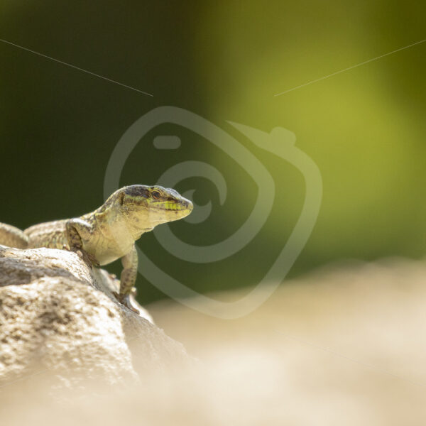 Italian Wall Lizard (Podarcis siculus) in Parco Naturale Regionale delle Madonie - Nature Stock Photo Agency