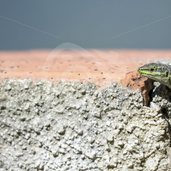 Italian wall lizard peeking out of a brick wall on Sicily Island - Nature Stock Photo Agency