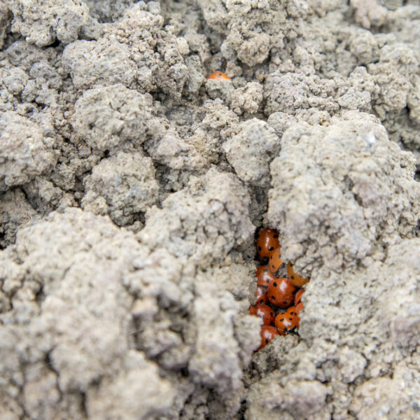 Ladybugs in the lava stones of the Etna volcano near Catania, Sicily - Nature Stock Photo Agency