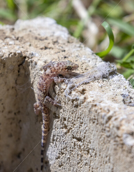 Mediterranean House Gecko (Hemidactylus turcicus) crouching out of a pit in Parco Naturale Regionale delle Madonie - Nature Stock Photo Agency