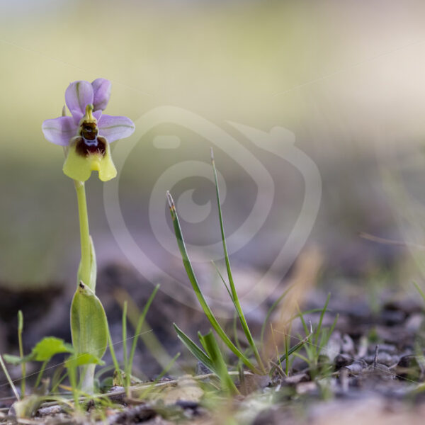Ophrys tenthredinifera in Parco Naturale Regionale delle Madonie, Sicily - Nature Stock Photo Agency