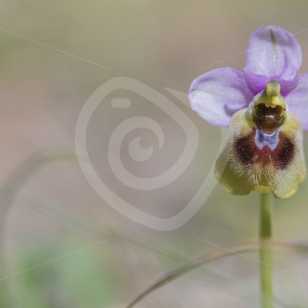 Sawfly orchid portrait in Parco Naturale Regionale delle Madonie, Sicily, Italy - Nature Stock Photo Agency