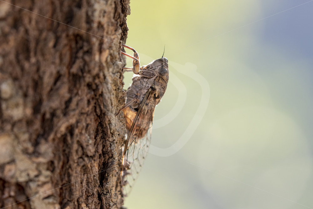 Cicada orni during the summer in the Drôme region, South of France - Nature Stock Photo Agency