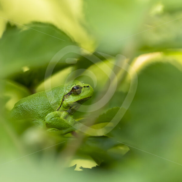 European tree frog (hyla arborao) hidden in natural habitat - Nature Stock Photo Agency
