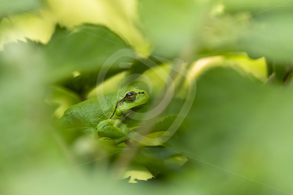 European tree frog (hyla arborao) hidden in natural habitat - Nature Stock Photo Agency