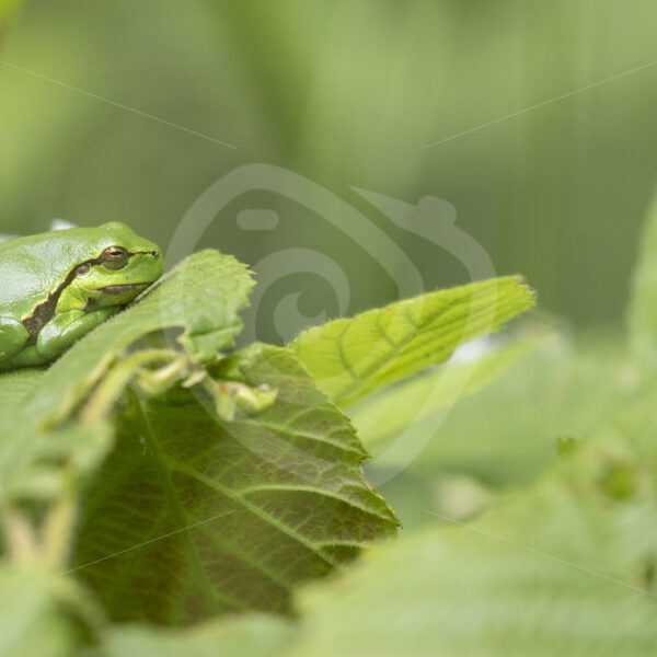 European tree frog (hyla arborea) relaxing on a subus leave in The Netherlands - Nature Stock Photo Agency