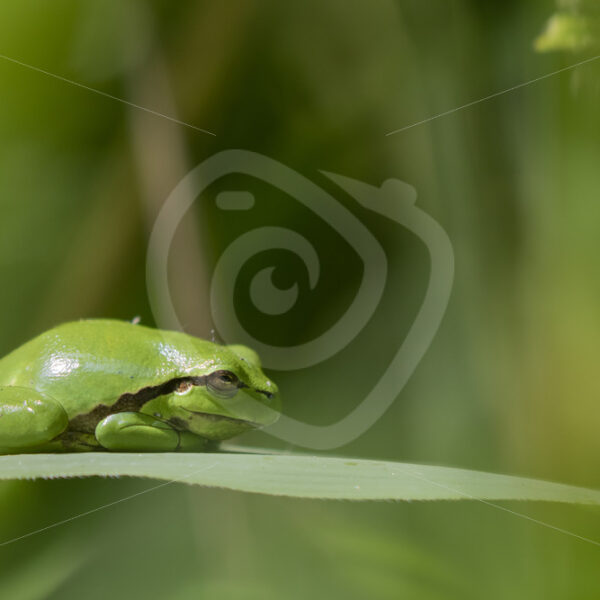 Hyla Arborea catching sun on a leaf, South of The Netherlands - Nature Stock Photo Agency