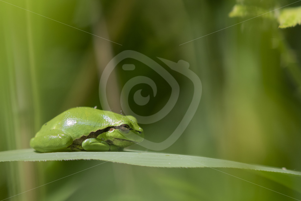 Hyla Arborea catching sun on a leaf, South of The Netherlands - Nature Stock Photo Agency