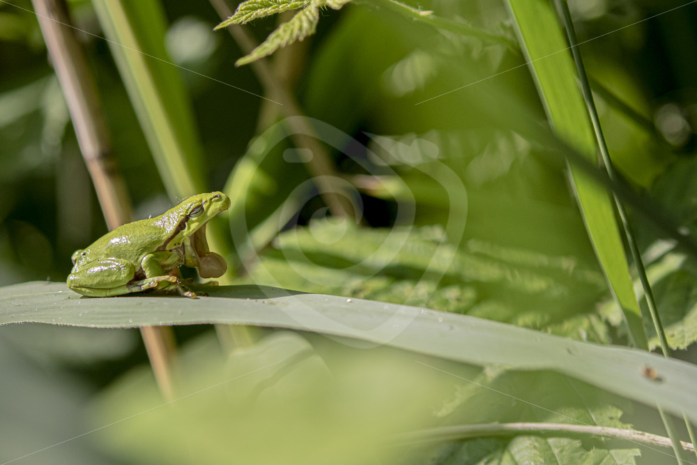 Yawning European tree frog (hyla arborea) - Nature Stock Photo Agency