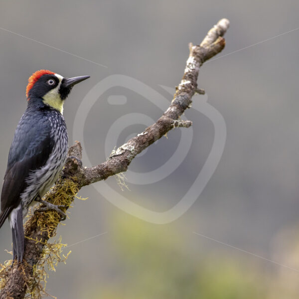 Acorn woodpecker in the Batsu garden in San Gerardo de Dota, Costa Rica - Nature Stock Photo Agency
