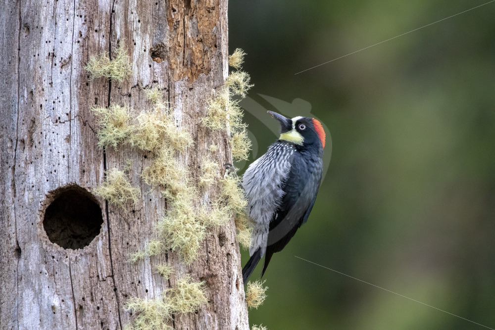 Acorn woodpecker in the forest of San Gerardo de Dota, Costa Rica - Nature Stock Photo Agency