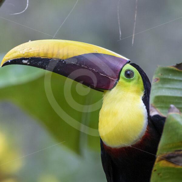 Beautiful Yellow-throated toucan in a tree enjoying some bananas - Nature Stock Photo Agency
