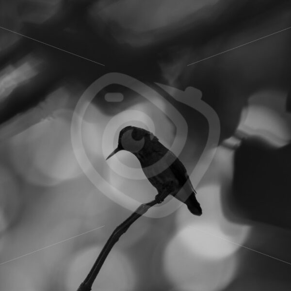 Black and white silhouette of a female black-crested coquette in the Arenal area, Costa Rica - Nature Stock Photo Agency
