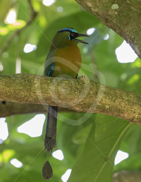 Blue-crowned motmot, Puntarenas, Costa Rica - Nature Stock Photo Agency