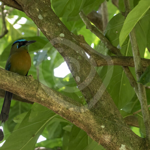 Blue-crowned motmot in Jaco, Puntarenas, Costa Rica - Nature Stock Photo Agency