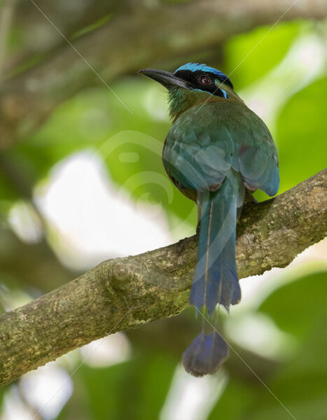Blue-crowned motmot in San José, Costa Rica - Nature Stock Photo Agency