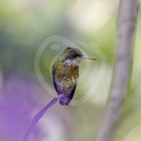 Female black-crested coquette (Lophornis helenae) on a branch in the Parque Nacional Volcán Arenal, Costa Rica - Nature Stock Photo Agency