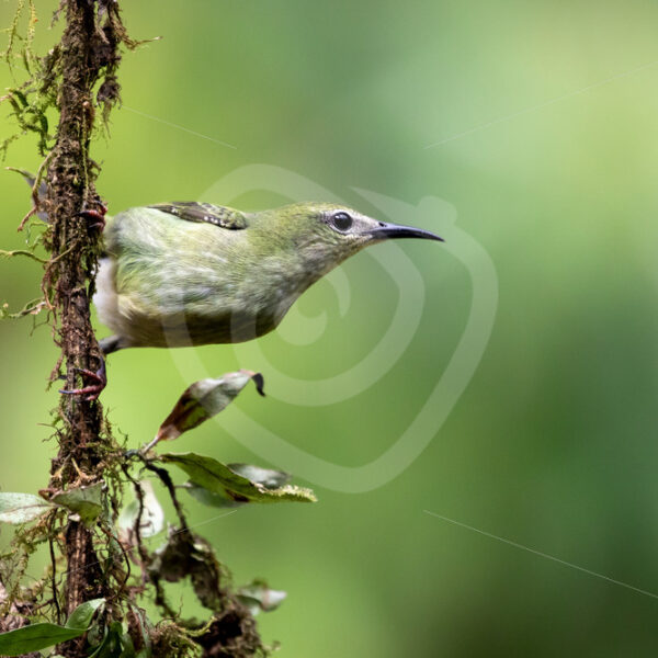 Female red-legged honeycreeper (Cyanerpes cyaneus), La Fortuna, Costa Rica - Nature Stock Photo Agency