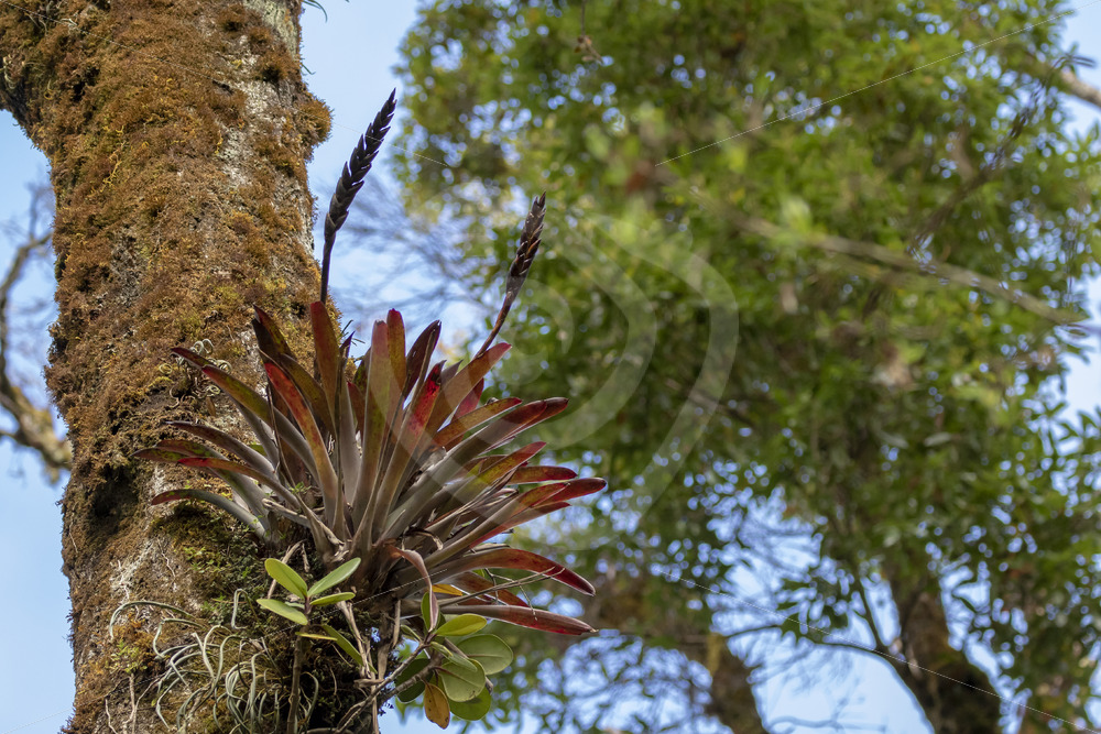 Flowering Bromeliaceae in San Gerardo de Dota primal cloud rainforest, Costa Rica - Nature Stock Photo Agency