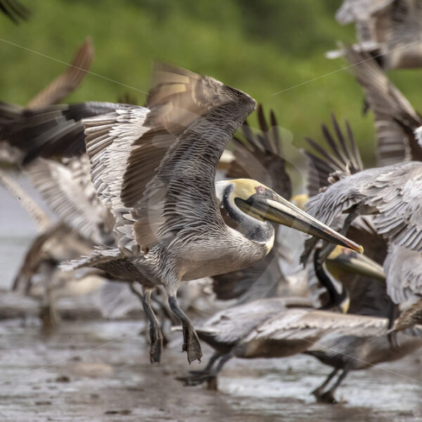 Group of brown pelicans flying away in the Tarcoles river, Costa Rica - Nature Stock Photo Agency