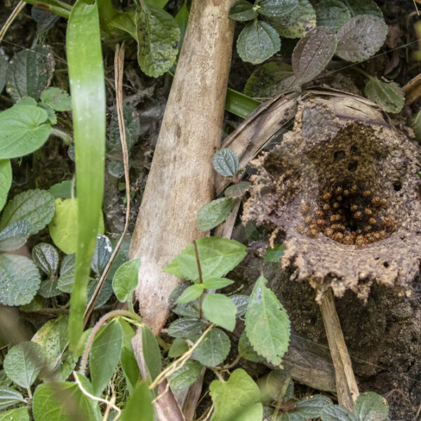 Guardian stingless bees congregate in the entrance tube of their nest, La Fortuna, Costa Rica - Nature Stock Photo Agency