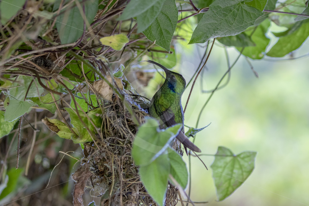 Lesser violetear hummingbird preparing to go and sit on its nest - Nature Stock Photo Agency