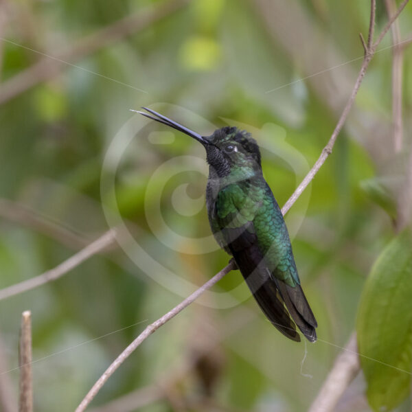 Male Talamanca hummingbird in Batsu, Savegre vallye, Costa Rica - Nature Stock Photo Agency