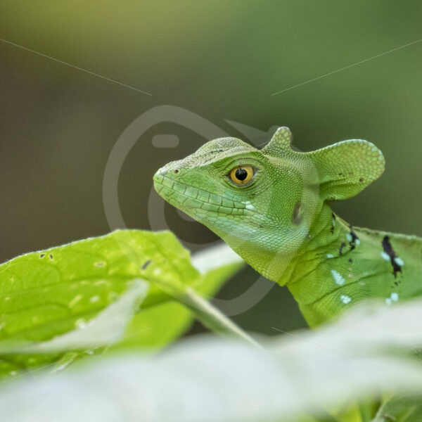 Male plumed basilisk (Basiliscus plumifrons) in La Fortuna, Costa Rica - Nature Stock Photo Agency