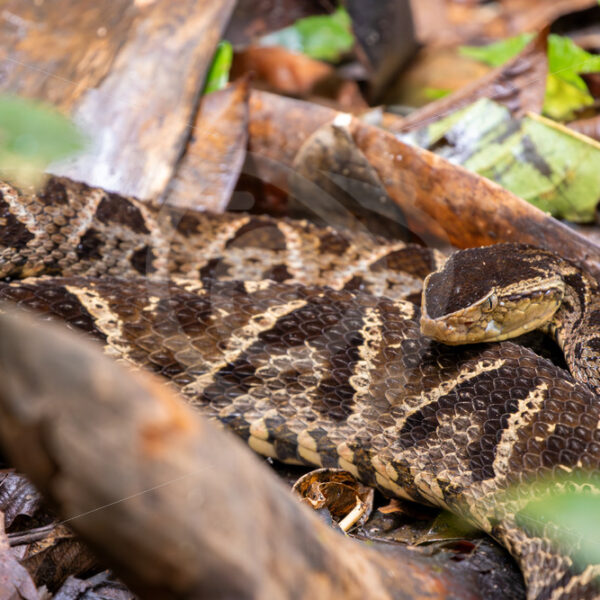 Mating couple of Fer-de-lance in Mystico Park, La Fortuna, Costa Rica - Nature Stock Photo Agency