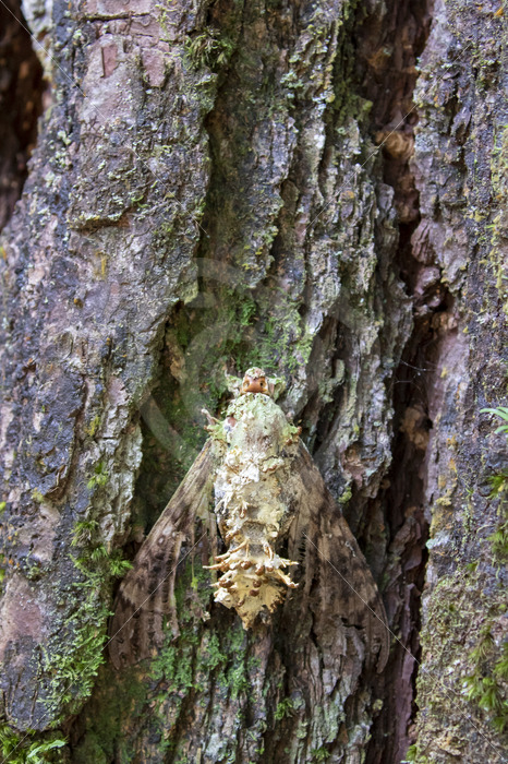 Moth killed by Cordyceps Fungus, Parque Nacional Volcán Arenal, Costa Rica - Nature Stock Photo Agency