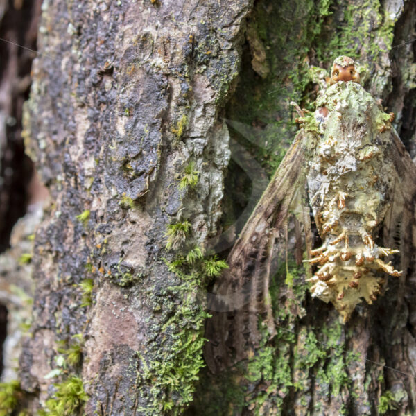 Moth killed by the Cordyceps Fungus, Parque Nacional Volcán Arenal, Costa Rica - Nature Stock Photo Agency