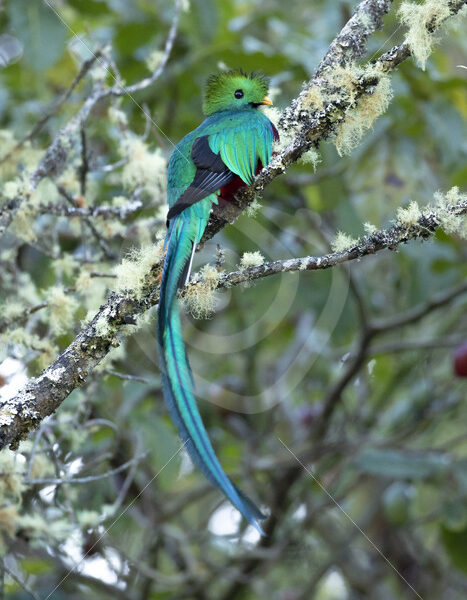 Resplendent quetzal in San Gerardo de Dota, Costa Rica - Nature Stock Photo Agency