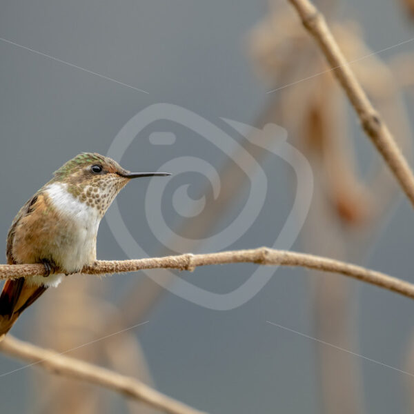 Scintillant hummingbird up in the hills of the Talamanca mountains in San Gerardo de Dota - Nature Stock Photo Agency