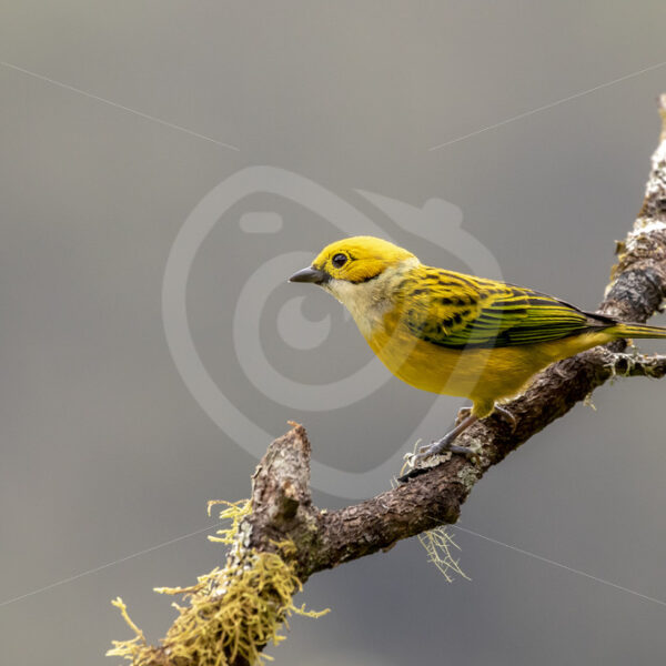 Silver-throated tanager (angara icterocephala), La Fortuna, Costa Rica - Nature Stock Photo Agency