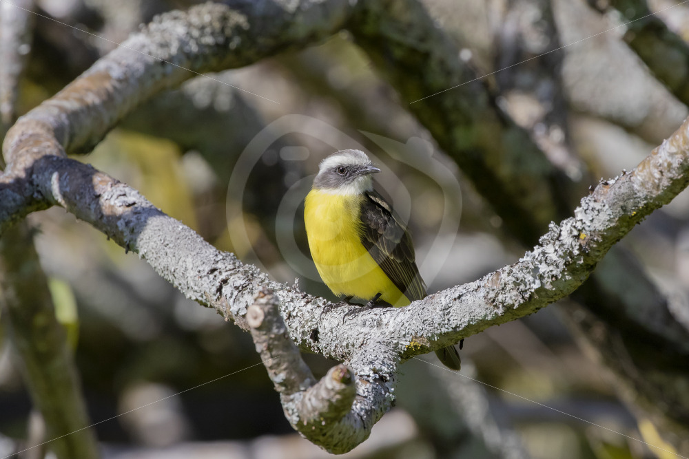 Social Flycatcher in a garden, south of San Jose, Costa Rica - Nature Stock Photo Agency