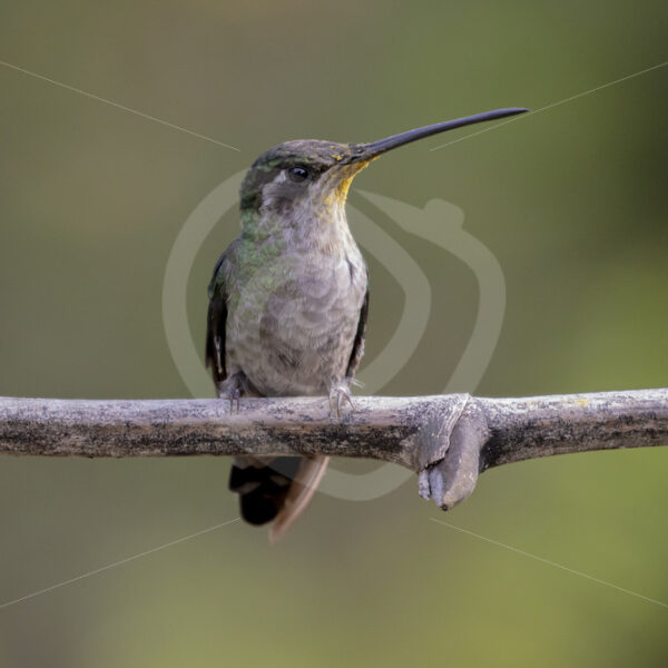 Talamanca hummingbird (Eugenes spectabilis) in San Gerardo de Dota, Costa Rica - Nature Stock Photo Agency