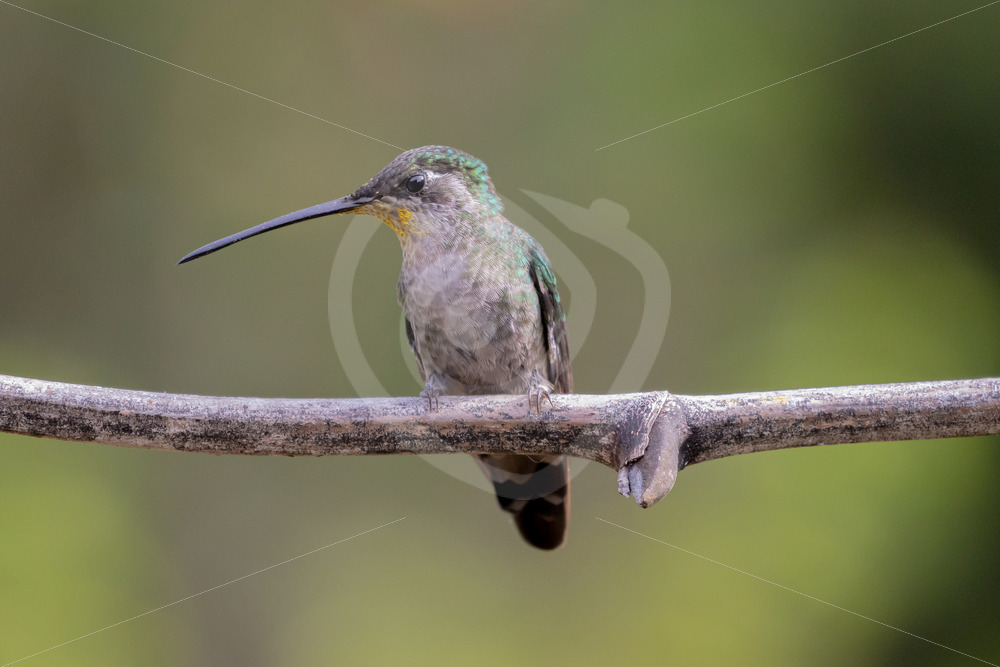 Talamanca hummingbird in San Gerardo de Dota, Costa Rica - Nature Stock Photo Agency